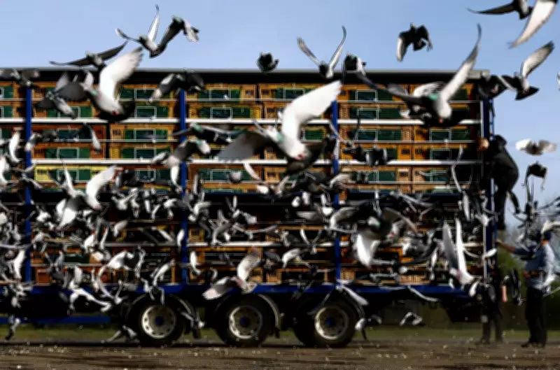 Global Snapshot: From Pigeon Racing in Yorkshire to Tokyo Go-Karts