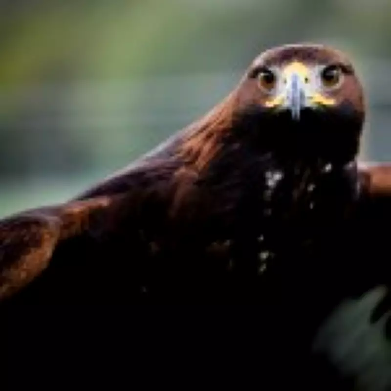Golden Eagles Poised for Return to England's Skies with New Government Funding