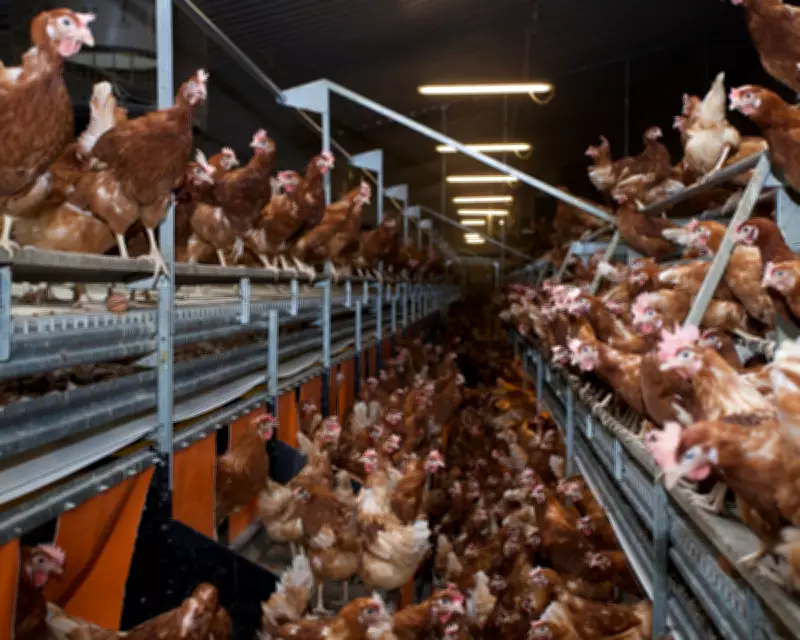 Government's Industrial Chicken Farm Plan Faces Criticism Over Sustainability