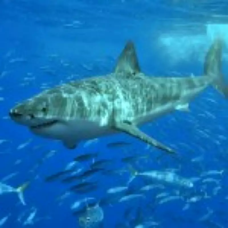 Great White Sharks Face 'Cooking Alive' Risk from Warming Oceans, Study Warns