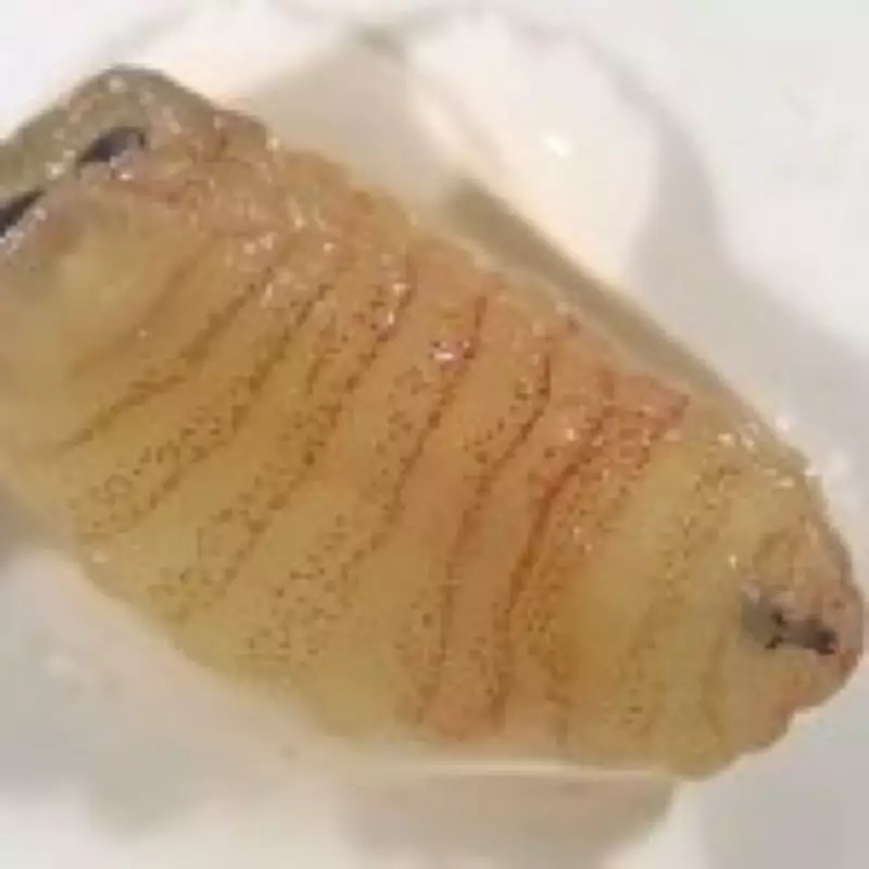 Greek Woman Sneezes Out Parasitic Bugs After Sheep Bot Fly Infection