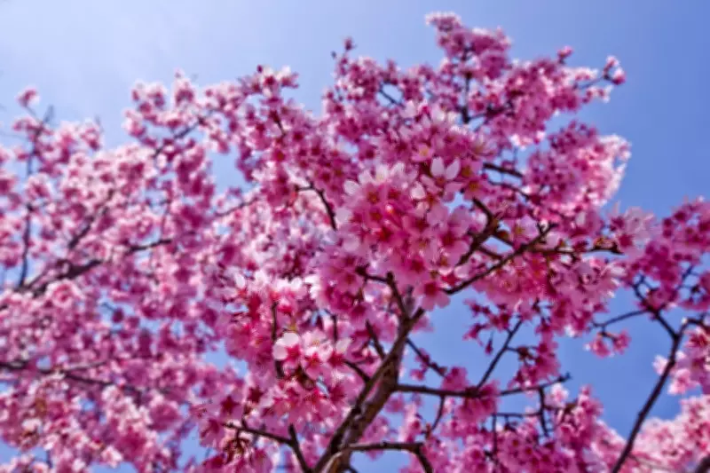 Greenwich Park's New Cherry Blossom Valley: 130 Japanese Trees Transform London Landscape