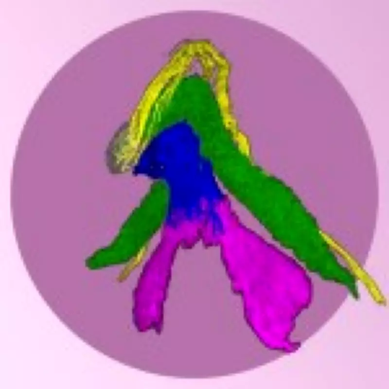 Groundbreaking 3D Map of Clitoris Reveals Unprecedented Detail