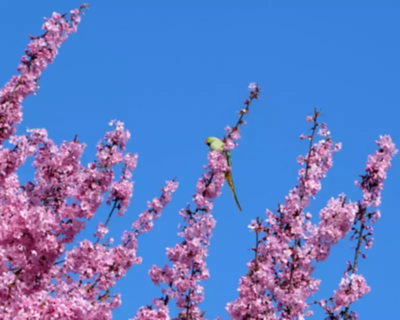 Guardian Readers' Global Photography Showcase: From London Parakeets to Thai Temples