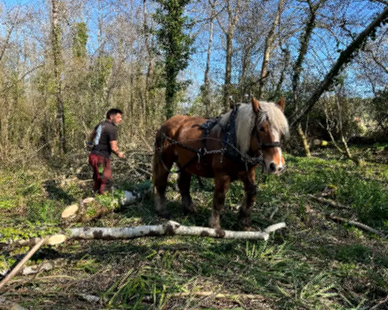 Heavy Horses Replace Machines in Sustainable Dorset Logging Operation