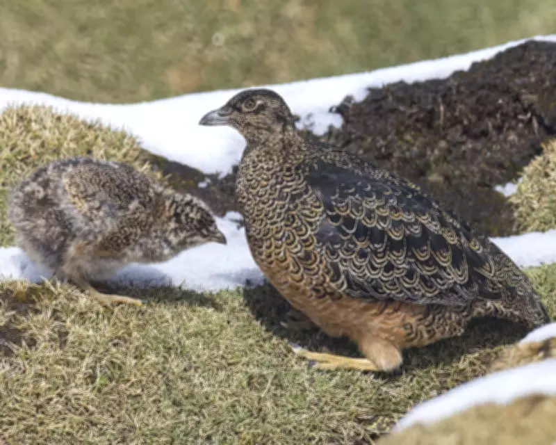 High-Altitude Quest: Spotting Ecuador's Elusive Rufous-Bellied Seedsnipe