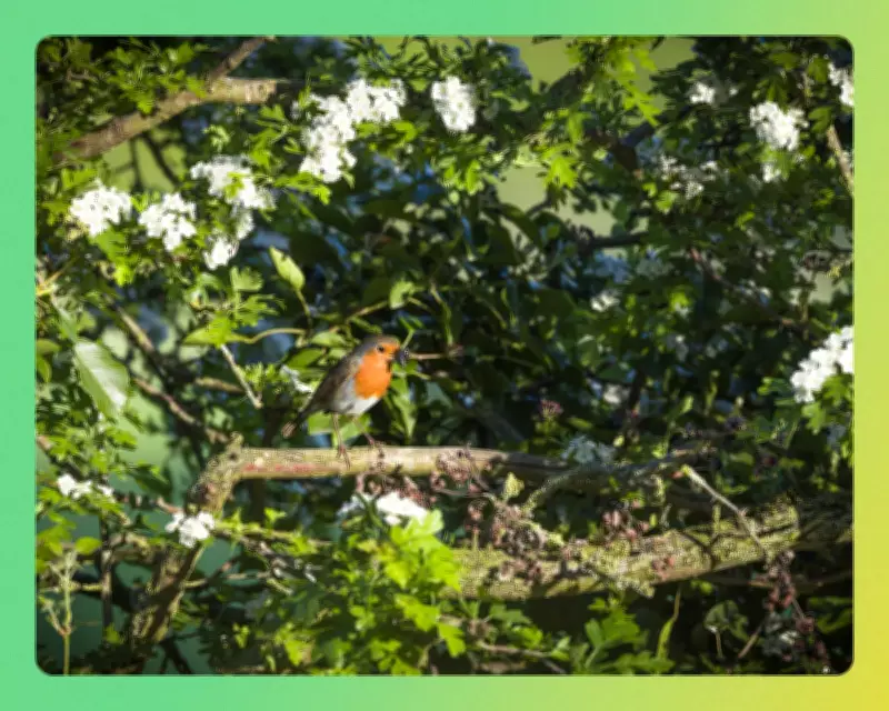 How to Create a Nature-Friendly Garden: Tips for Wildlife Sanctuary