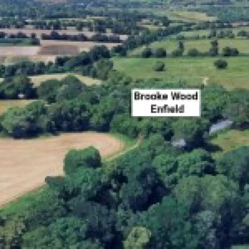 Human Skull Found Hanging from Tree in East London After Four Years