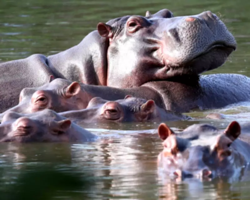 Indian Billionaire's Son Offers to House Pablo Escobar's Hippos