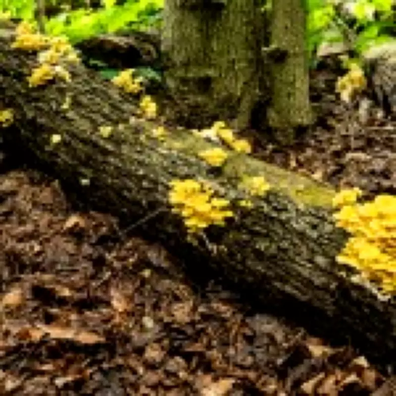 Invasive Golden Oyster Mushroom Threatens North American Forests