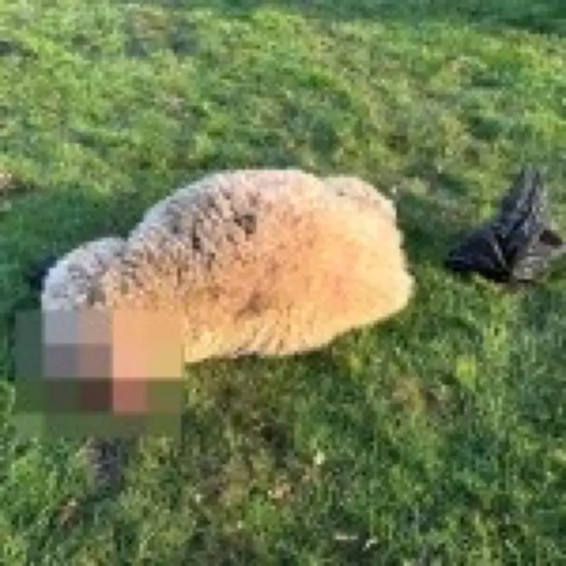 Kent Farmer Discovers Decapitated Sheep in Poacher Attack