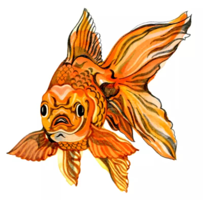 Kids Quiz: Can Fish Smell? Decoding the 'Six Seven' Meme Meaning