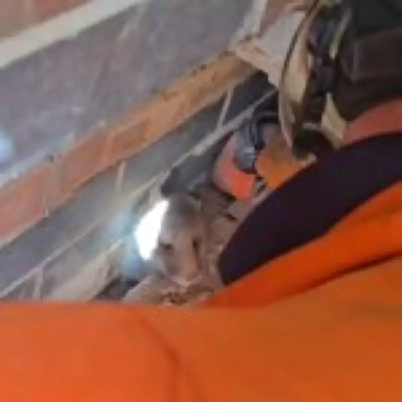 Leicester Firefighters Drill Through Wall to Rescue Three Trapped Fox Cubs