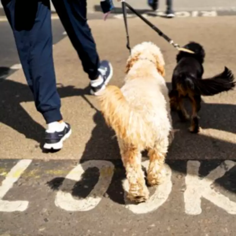 London Dog Attacks Decline but Remain Above Pre-Pandemic Levels