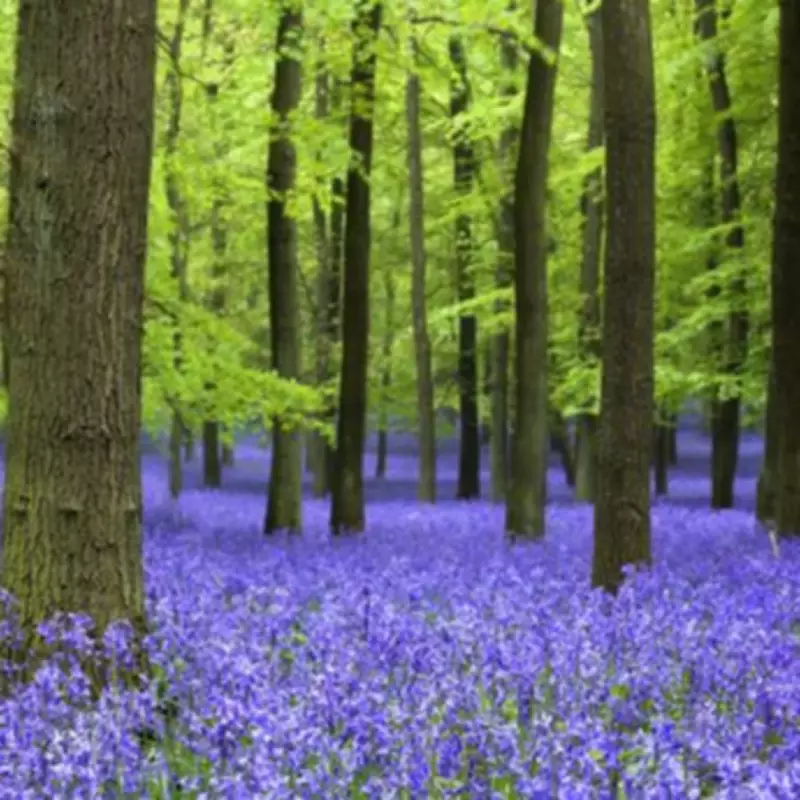 London's Closest Bluebell Wonderland: Ashridge Estate Blooms 45 Minutes Away
