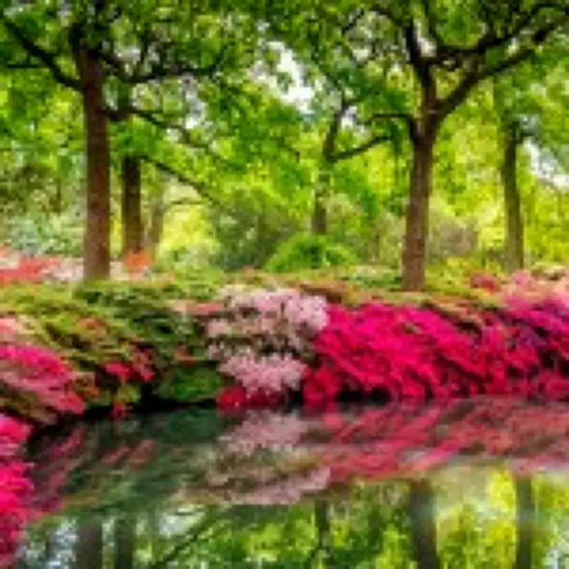 London's Isabella Plantation: A Secret Garden That Photos Can't Capture