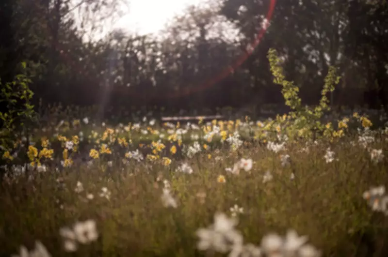 London's Queen Elizabeth II Garden Opens as Biodiversity Haven