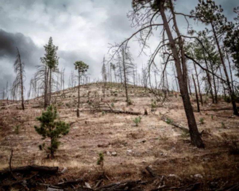 Mexico Logging Cartels Ravage Sierra Tarahumara Forests