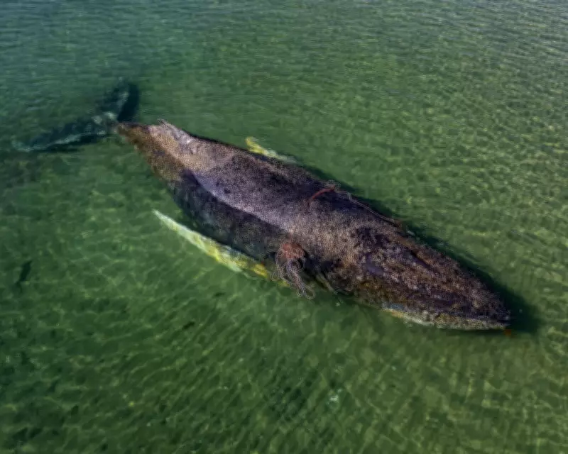 Millionaires Fund Desperate Rescue for Stranded Humpback Whale in Germany