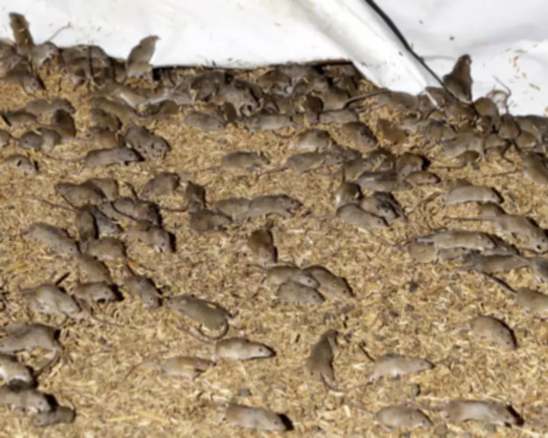 Mouse Plague Alarms WA and SA Farmers as Numbers Surge to Crisis Levels