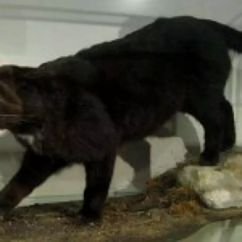Mysterious 'Puma-Like' Big Cat Sightings Reignite Legend of Scottish Beast