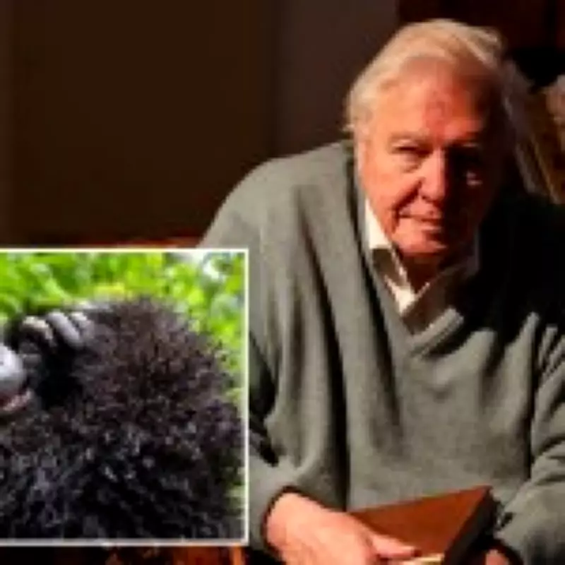 Netflix Drops Sir David Attenborough Gorilla Documentary Ahead of 100th Birthday