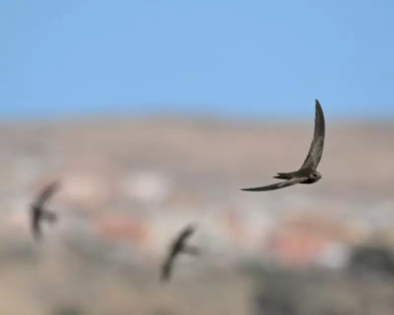 Network Rail Criticized for Blocking Bird Nesting Sites in Perthshire and Derbyshire