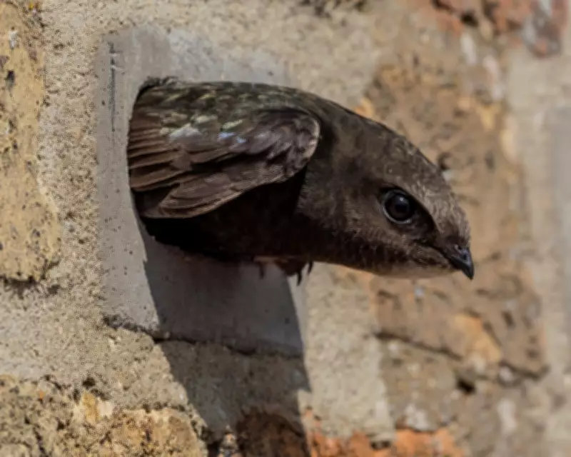 Network Rail Criticized for Blocking Swift Nests in Derbyshire Viaduct Refurbishment