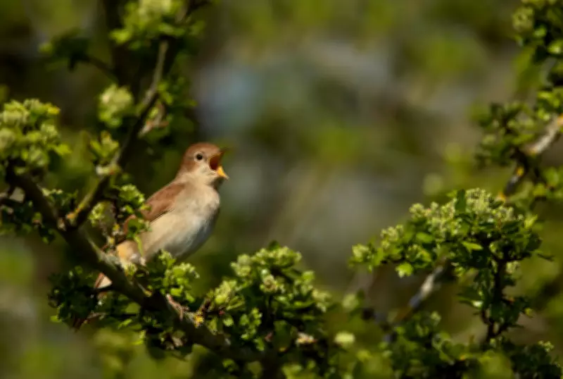 Nightingale Population Sees Slight Rise in UK, RSPB Reports