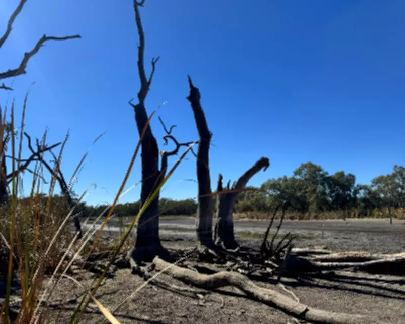NSW Water Agency Criticized for Halting Flows, Leaving Hundreds of Turtles to Die