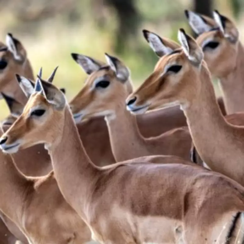 Peckham Raid Seizes 11kg of Illegal Bushmeat, Man Arrested