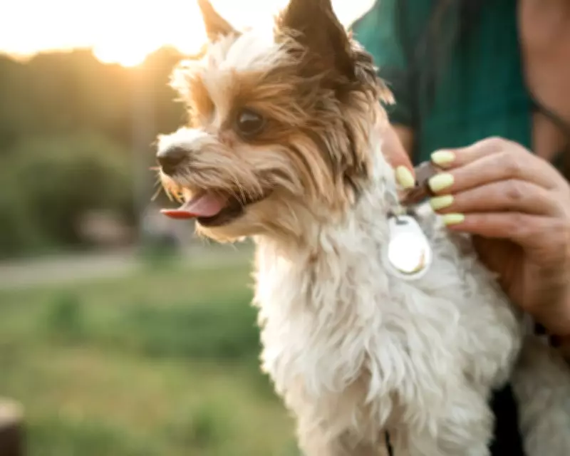 Pet Fitness Trackers: Experts Split on Benefits of Wearable Tech for Animals