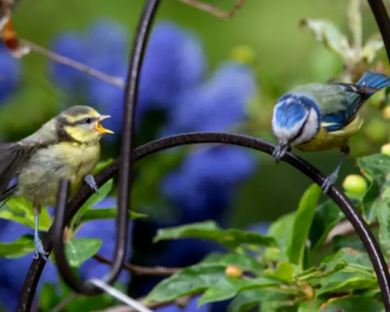 Pet Flea Treatments Contaminate UK Songbirds, Scientists Warn