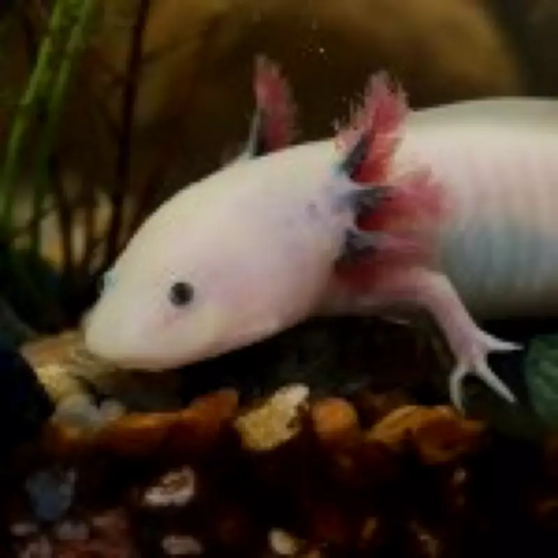 Peter Pan Salamander's Limb Regrowth Secrets Could Revolutionize Human Medicine
