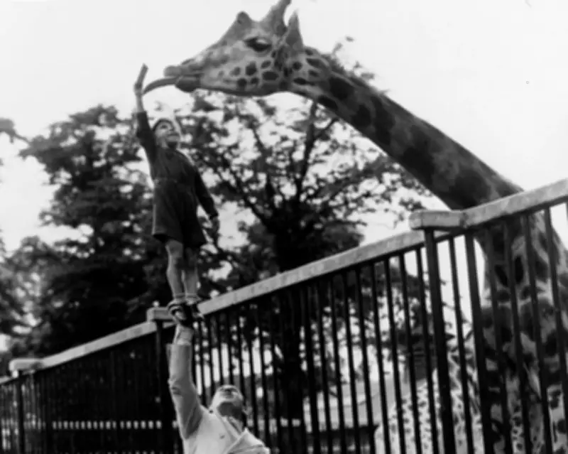 Pioneering Zoo Vets: From Camels to Crocodiles, Learning on the Job
