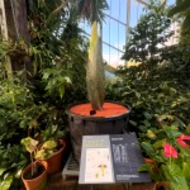 Rare Corpse Flower About to Bloom at Kew Gardens in London