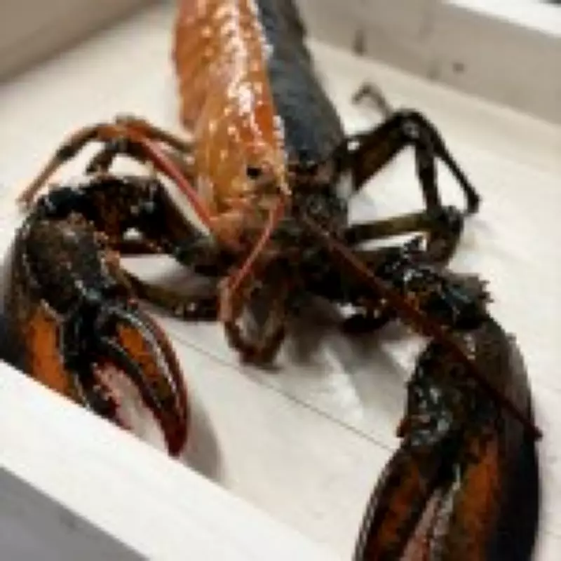 Rare Half-Black Half-Orange Lobster Found Off Cape Cod