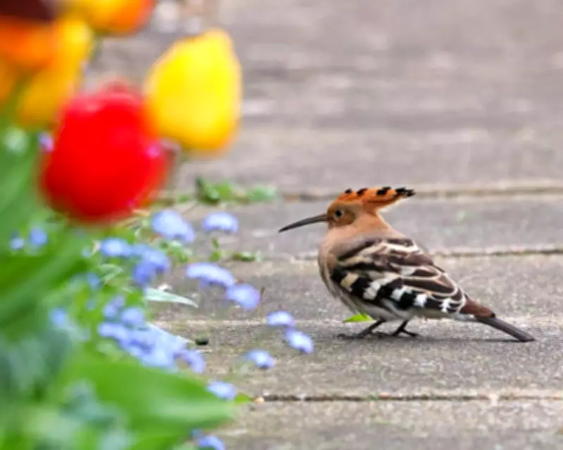 Rare Hoopoe Bird Spotted in Norfolk Garden, Echoing 1926 Diary