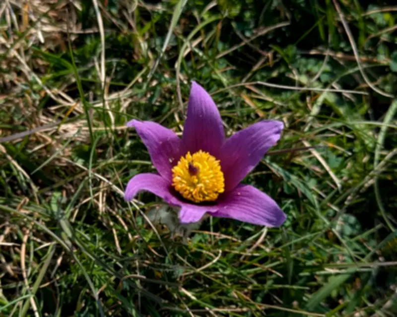 Rare Pasqueflower's Easter Emergence Heralds a Conservation Triumph