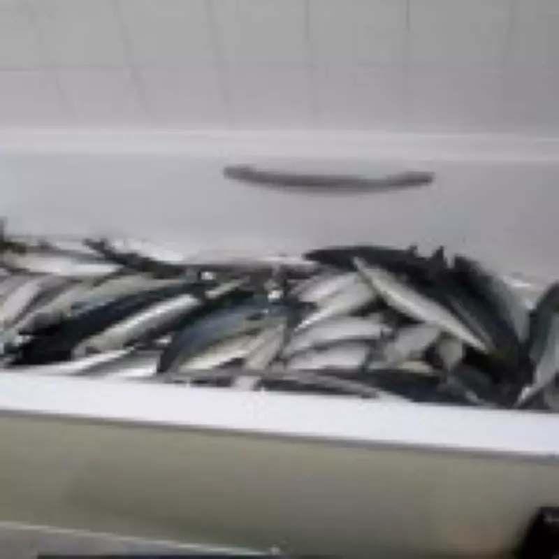 Ready Meal Chef Stored Mackerel in Bathroom, Inches from Toilet