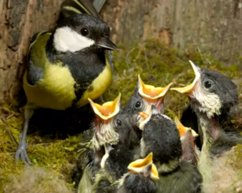 Record-Breaking Early Spring Emerges in UK, Driven by Climate Shifts