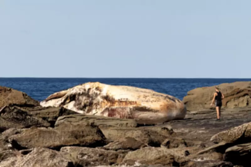 Rotting Sperm Whale at Sydney Beach Attracts Sharks and Curiosity