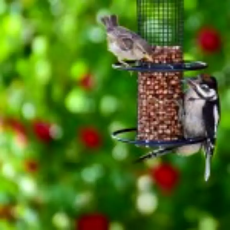 RSPB Urges Summer Bird Feeding Ban to Protect Greenfinches from Disease