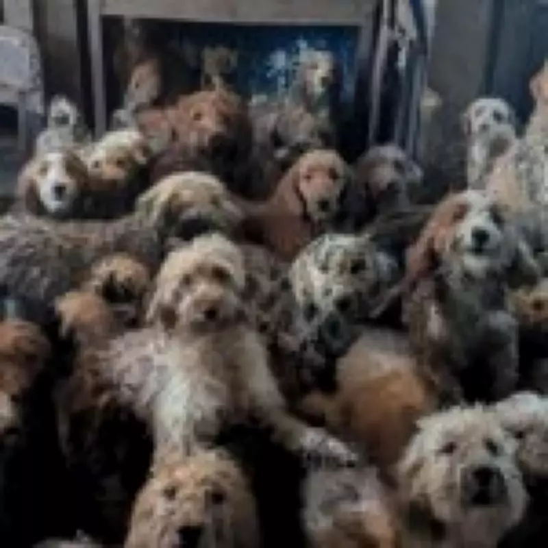 RSPCA Confirms Shocking Photo of 250 Dogs in One Home Is Real, Not AI-Generated