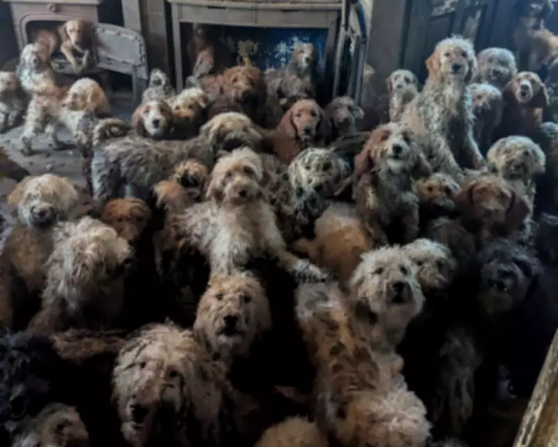 RSPCA Denies AI Claims After Rescuing 250 Dogs from Overwhelmed Property