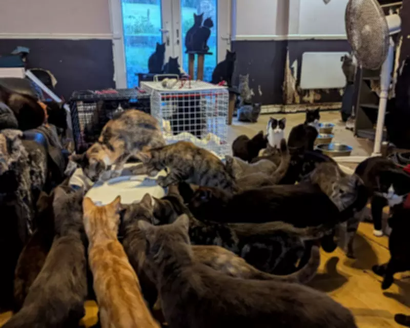 RSPCA Reports Surge in Mass Animal Rescues Driven by Cost of Living and Mental Health Crises