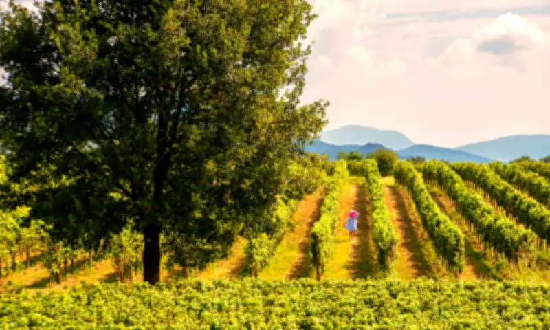 Save Money on Wine: Explore Overlooked Regions for Great Value