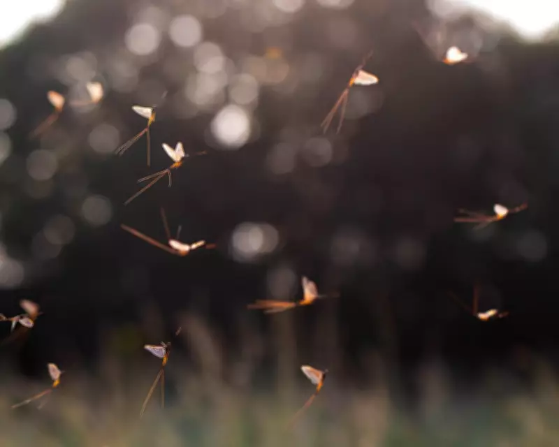 Scientists Unlock Secret of Mayfly's Ancient Vertical Dance