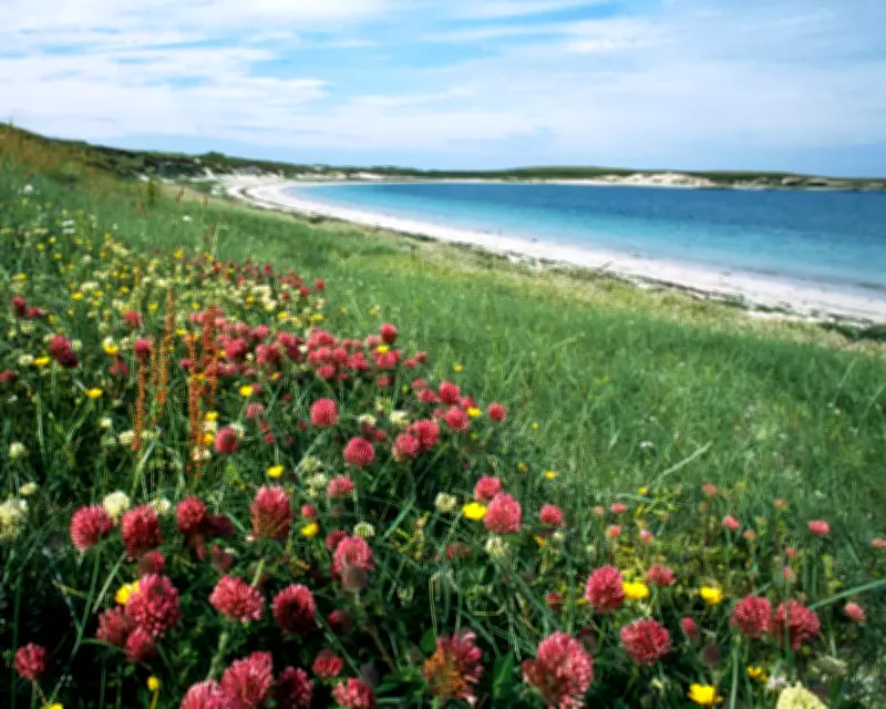 Scotland's Machair: A Technicolor Wildflower Haven in the Outer Hebrides