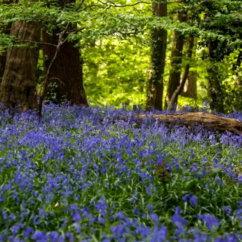 Secret North London Woodland Transforms into Bluebell Wonderland Each Spring